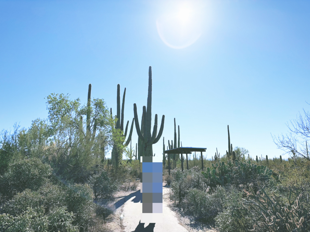 アメリカアリゾナ州サワロ国立公園Saguaro National Park見どころ魅力トレイル・ハイキングモデルコース日本人観光