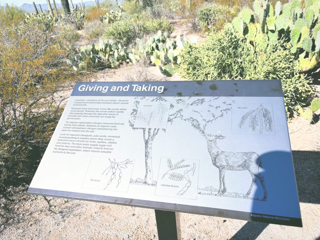 アメリカアリゾナ州サワロ国立公園Saguaro National Park見どころ魅力トレイル・ハイキングモデルコース日本人観光