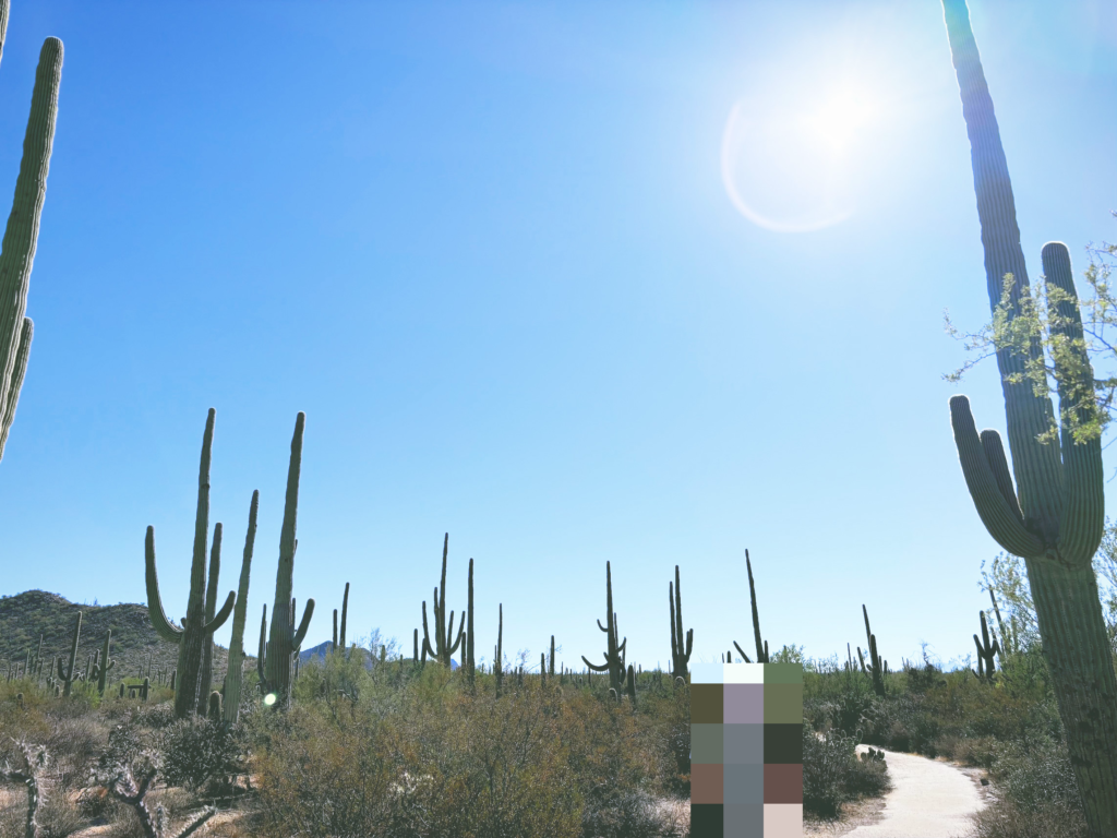 アメリカアリゾナ州サワロ国立公園Saguaro National Park見どころ魅力トレイル・ハイキングモデルコース日本人観光