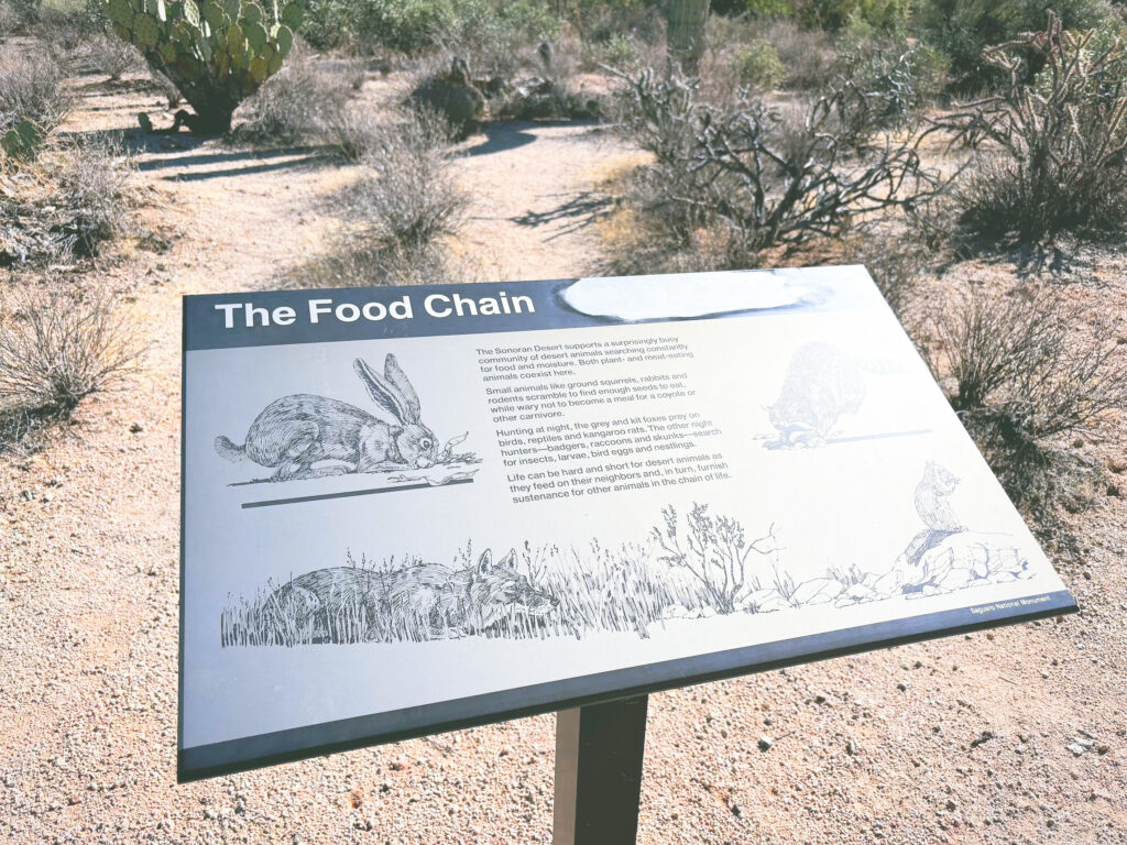 アメリカアリゾナ州サワロ国立公園Saguaro National Park見どころ魅力トレイル・ハイキングモデルコース日本人観光