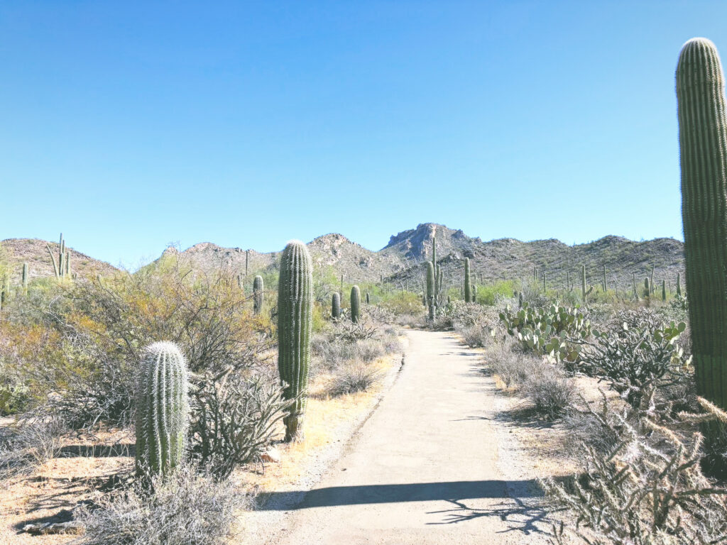 アメリカアリゾナ州サワロ国立公園Saguaro National Park見どころ魅力トレイル・ハイキングモデルコース日本人観光