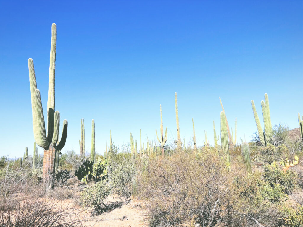 アメリカアリゾナ州サワロ国立公園Saguaro National Park見どころ魅力トレイル・ハイキングモデルコース日本人観光