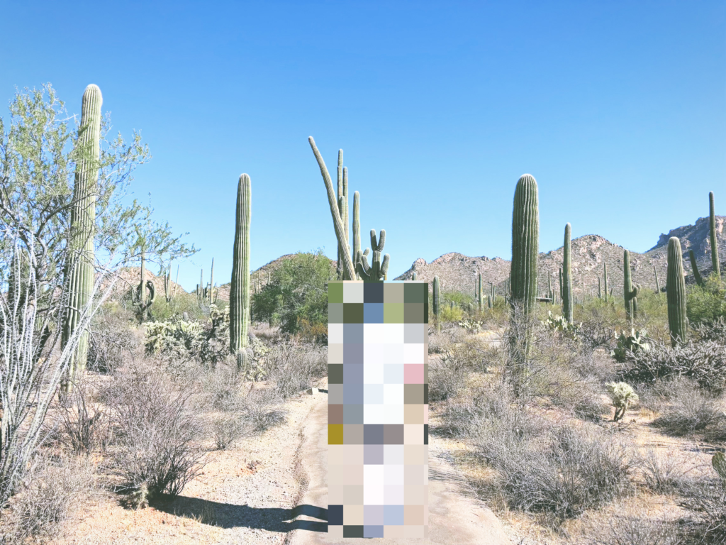 アメリカアリゾナ州サワロ国立公園Saguaro National Park見どころ魅力トレイル・ハイキングモデルコース日本人観光