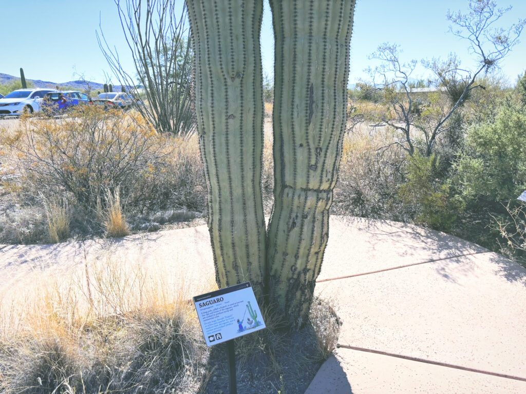 アメリカアリゾナ州サワロ国立公園Saguaro National Park見どころ魅力トレイル・ハイキングモデルコース日本人観光