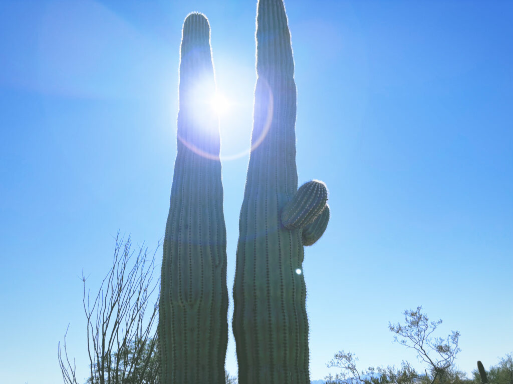 アメリカアリゾナ州サワロ国立公園Saguaro National Park見どころ魅力トレイル・ハイキングモデルコース日本人観光