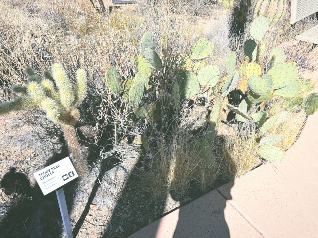 アメリカアリゾナ州サワロ国立公園Saguaro National Park見どころ魅力トレイル・ハイキングモデルコース日本人観光