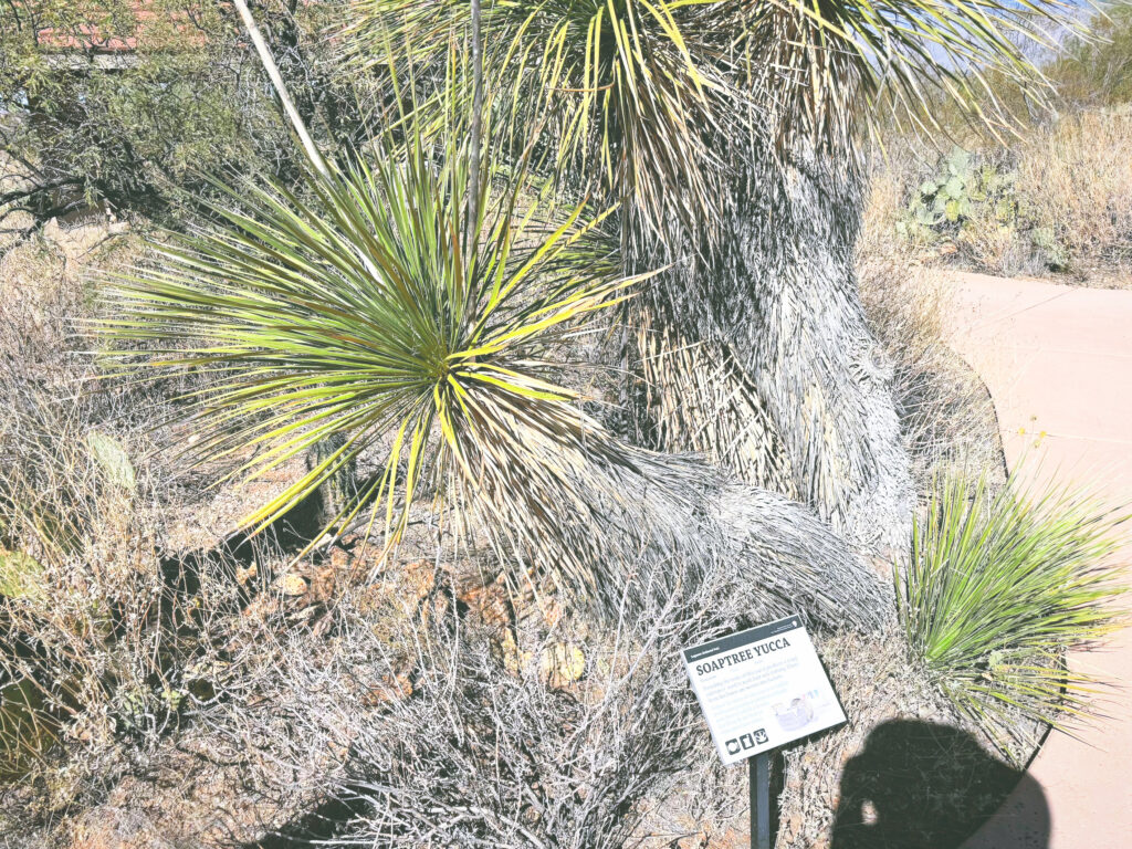 アメリカアリゾナ州サワロ国立公園Saguaro National Park見どころ魅力トレイル・ハイキングモデルコース日本人観光