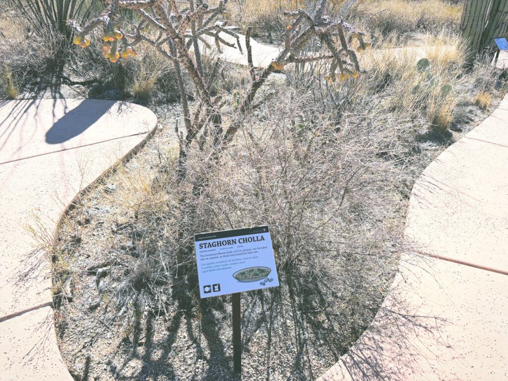 アメリカアリゾナ州サワロ国立公園Saguaro National Park見どころ魅力トレイル・ハイキングモデルコース日本人観光