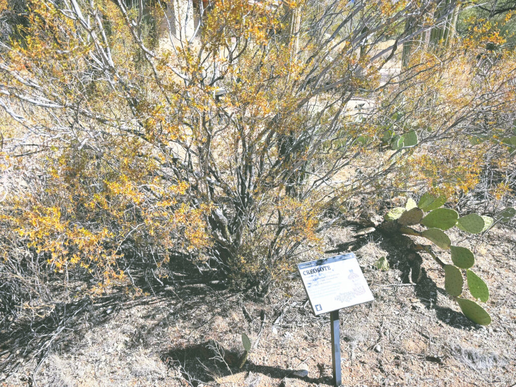 アメリカアリゾナ州サワロ国立公園Saguaro National Park見どころ魅力トレイル・ハイキングモデルコース日本人観光