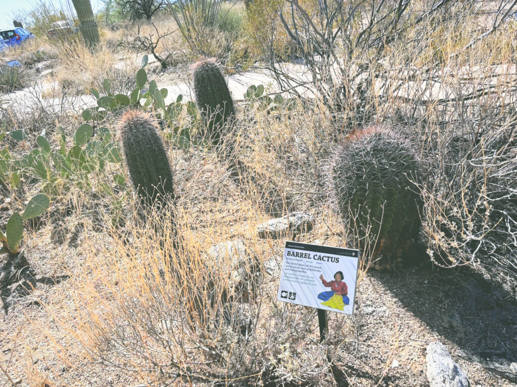 アメリカアリゾナ州サワロ国立公園Saguaro National Park見どころ魅力トレイル・ハイキングモデルコース日本人観光