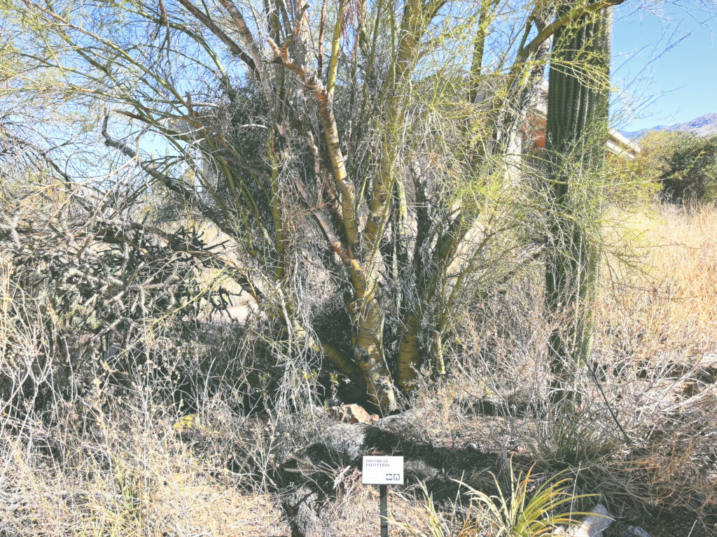 アメリカアリゾナ州サワロ国立公園Saguaro National Park見どころ魅力トレイル・ハイキングモデルコース日本人観光