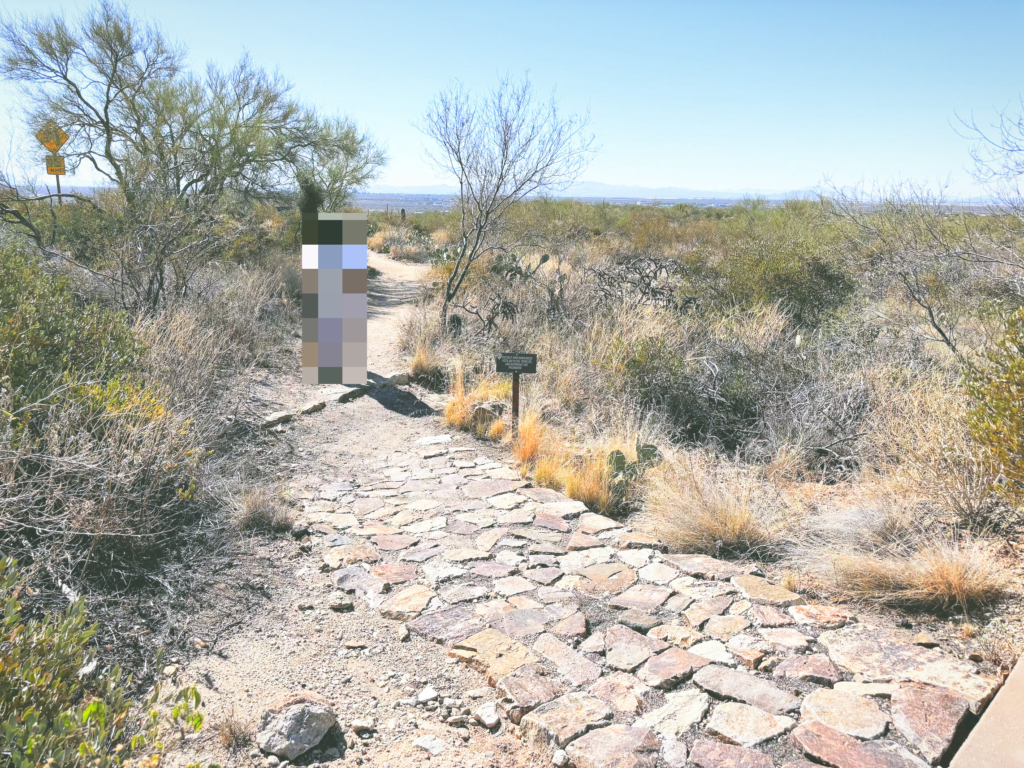 アメリカアリゾナ州サワロ国立公園Saguaro National Park見どころ魅力トレイル・ハイキングモデルコース日本人観光