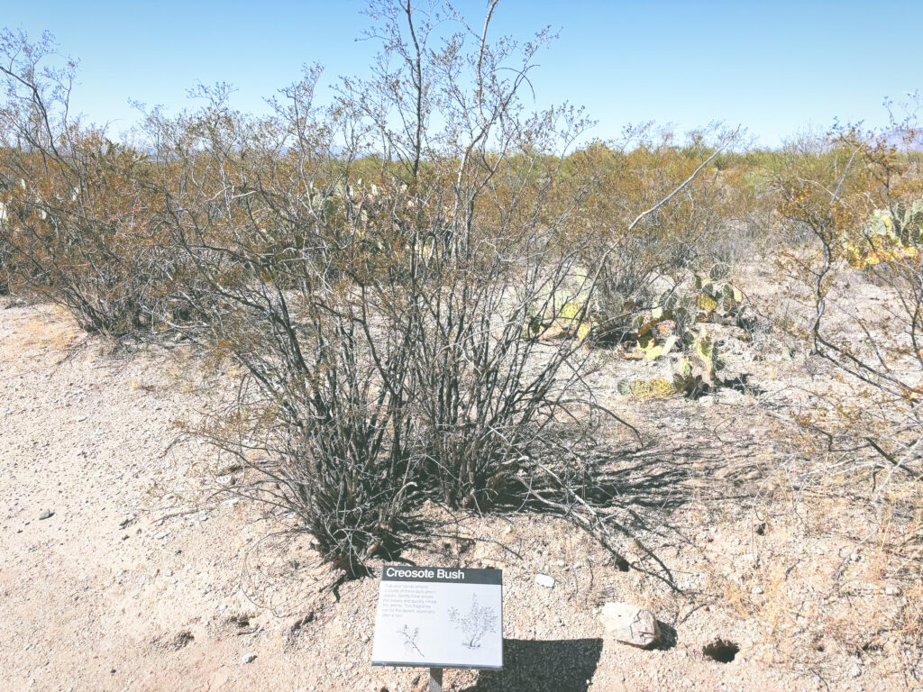 アメリカアリゾナ州サワロ国立公園Saguaro National Park見どころ魅力トレイル・ハイキングモデルコース日本人観光