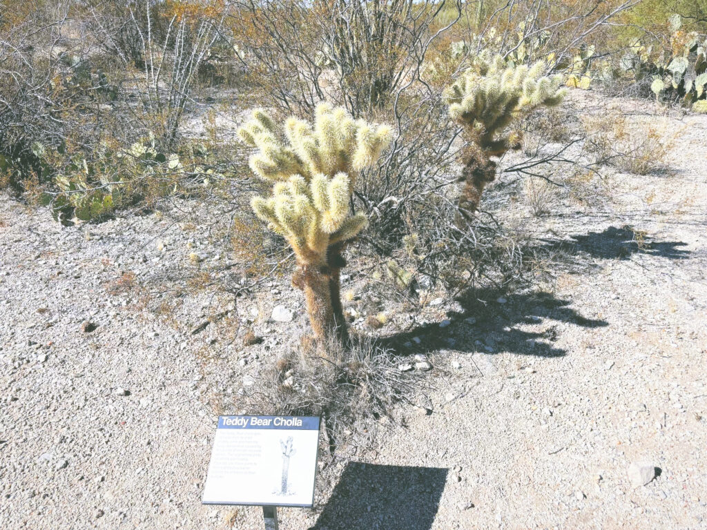 アメリカアリゾナ州サワロ国立公園Saguaro National Park見どころ魅力トレイル・ハイキングモデルコース日本人観光