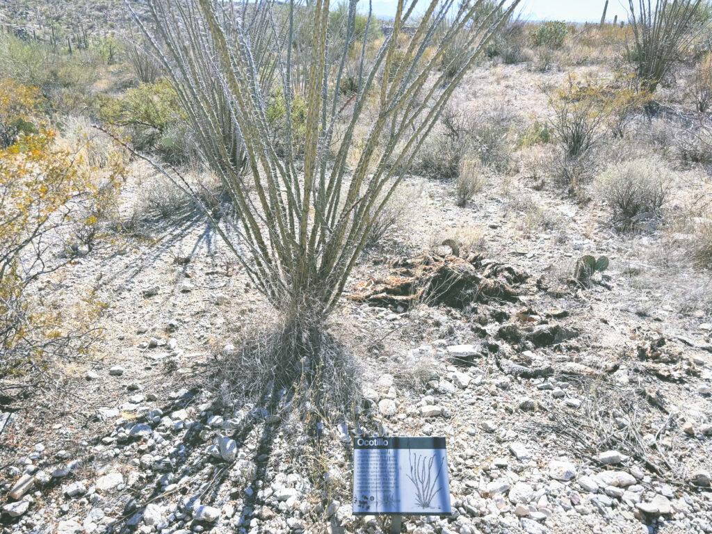 アメリカアリゾナ州サワロ国立公園Saguaro National Park見どころ魅力トレイル・ハイキングモデルコース日本人観光