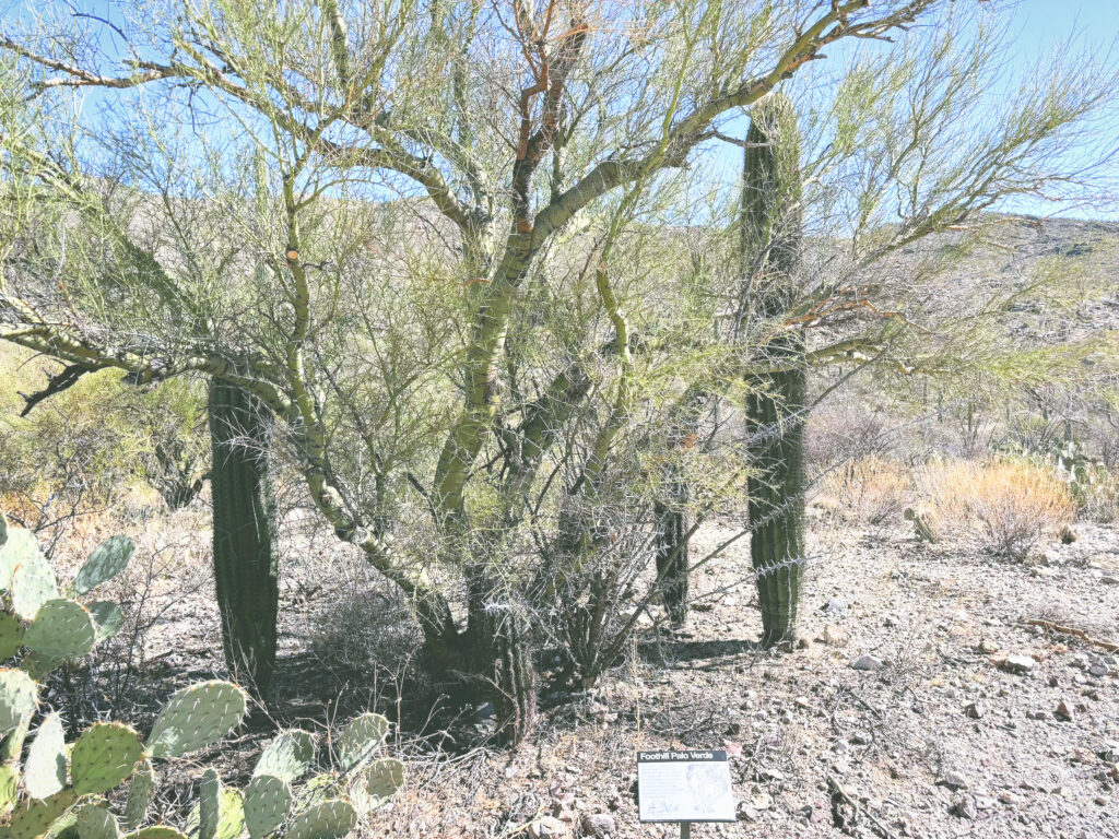 アメリカアリゾナ州サワロ国立公園Saguaro National Park見どころ魅力トレイル・ハイキングモデルコース日本人観光