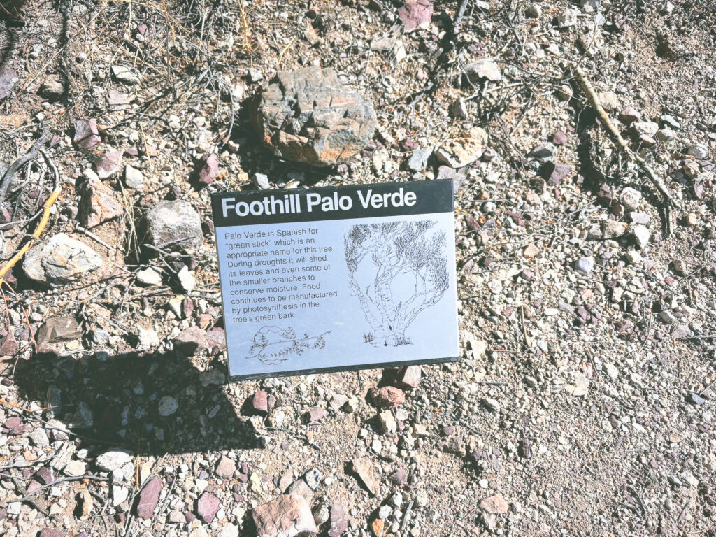 アメリカアリゾナ州サワロ国立公園Saguaro National Park見どころ魅力トレイル・ハイキングモデルコース日本人観光