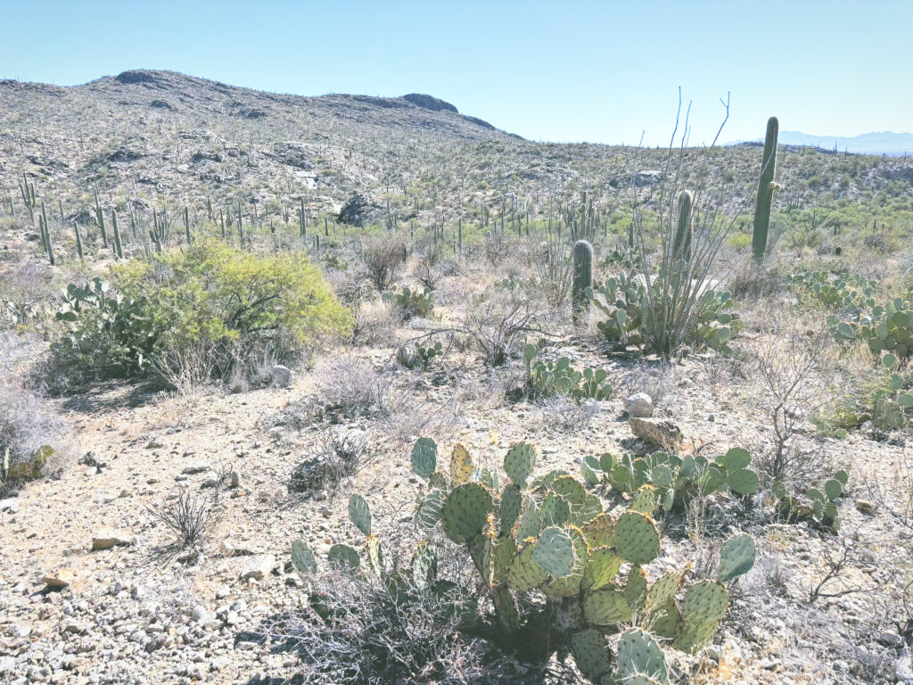 アメリカアリゾナ州サワロ国立公園Saguaro National Park見どころ魅力トレイル・ハイキングモデルコース日本人観光