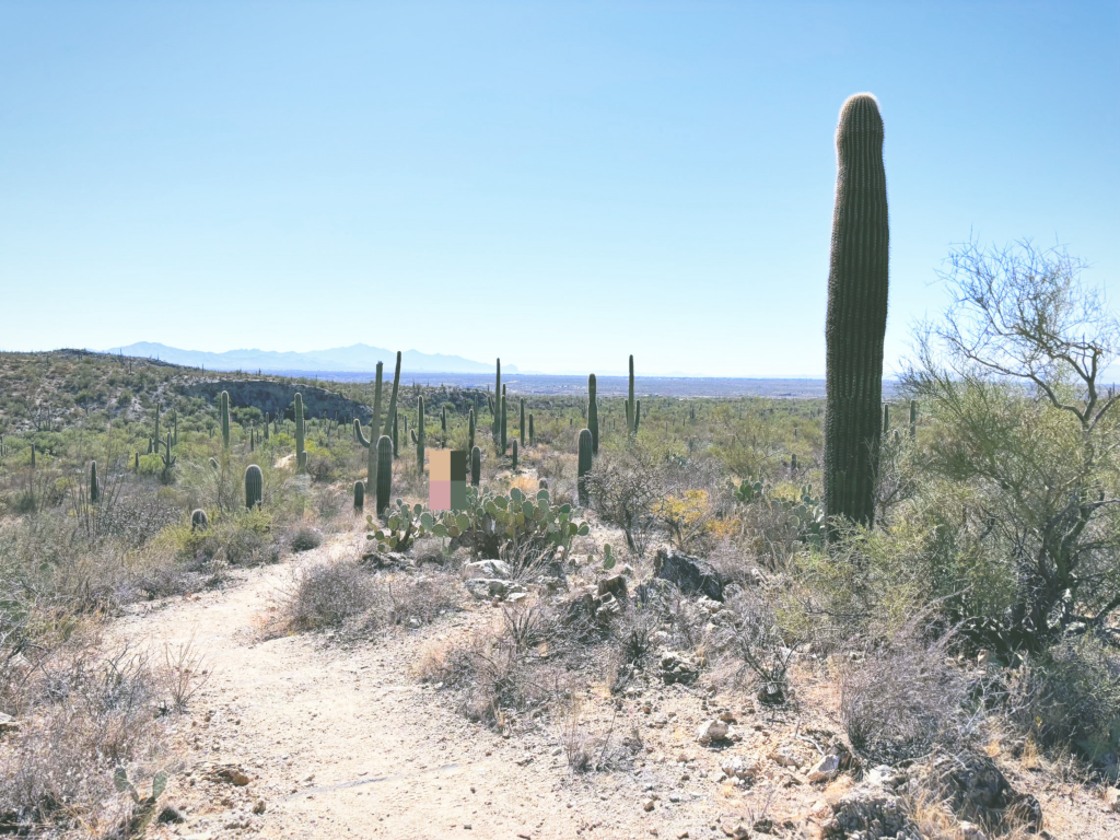 アメリカアリゾナ州サワロ国立公園Saguaro National Park見どころ魅力トレイル・ハイキングモデルコース日本人観光