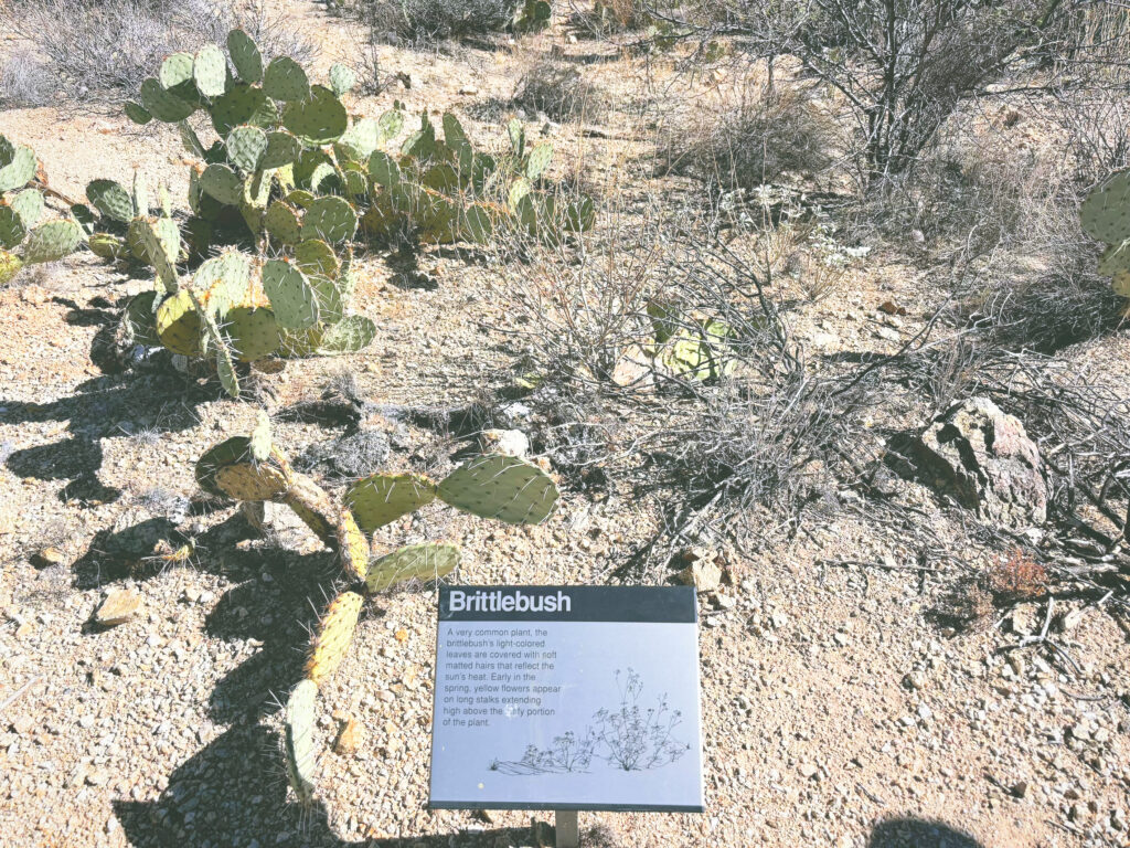 アメリカアリゾナ州サワロ国立公園Saguaro National Park見どころ魅力トレイル・ハイキングモデルコース日本人観光