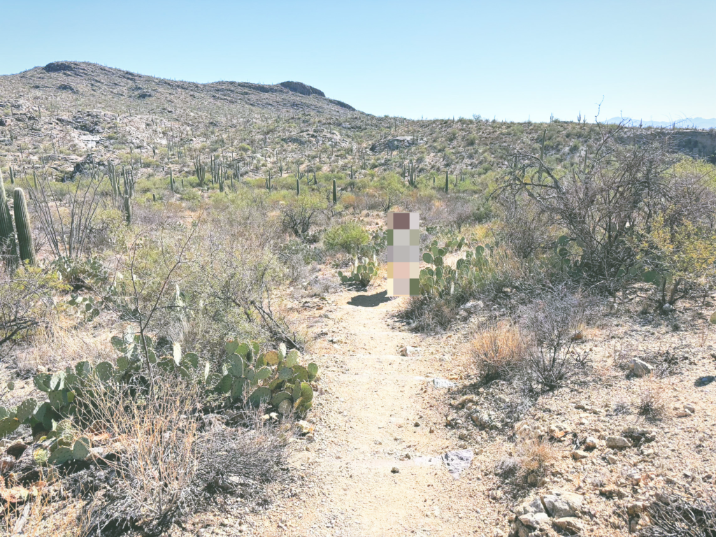 アメリカアリゾナ州サワロ国立公園Saguaro National Park見どころ魅力トレイル・ハイキングモデルコース日本人観光