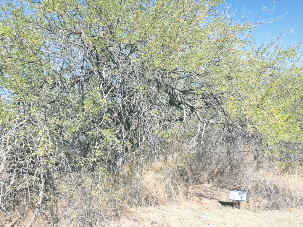 アメリカアリゾナ州サワロ国立公園Saguaro National Park見どころ魅力トレイル・ハイキングモデルコース日本人観光