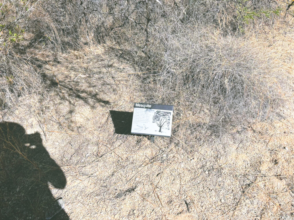 アメリカアリゾナ州サワロ国立公園Saguaro National Park見どころ魅力トレイル・ハイキングモデルコース日本人観光