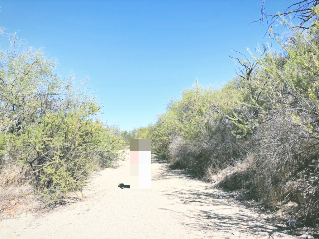 アメリカアリゾナ州サワロ国立公園Saguaro National Park見どころ魅力トレイル・ハイキングモデルコース日本人観光