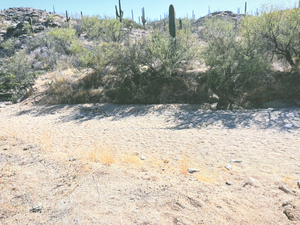 アメリカアリゾナ州サワロ国立公園Saguaro National Park見どころ魅力トレイル・ハイキングモデルコース日本人観光