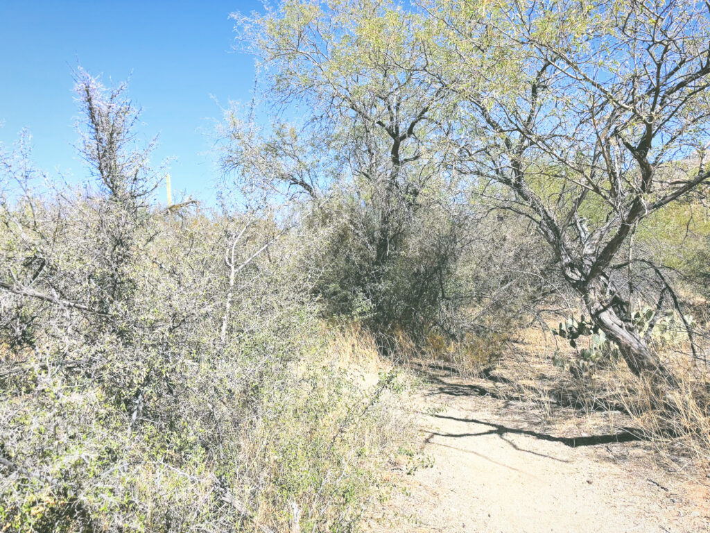 アメリカアリゾナ州サワロ国立公園Saguaro National Park見どころ魅力トレイル・ハイキングモデルコース日本人観光