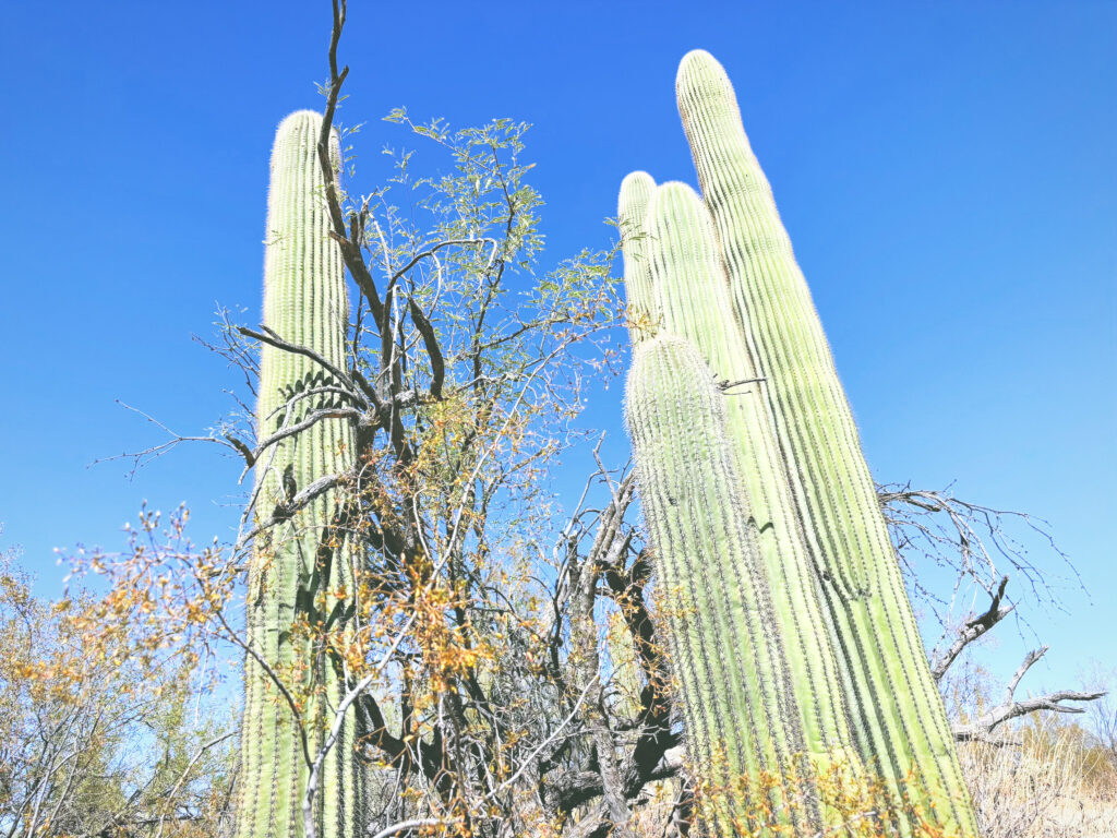 アメリカアリゾナ州サワロ国立公園Saguaro National Park見どころ魅力トレイル・ハイキングモデルコース日本人観光