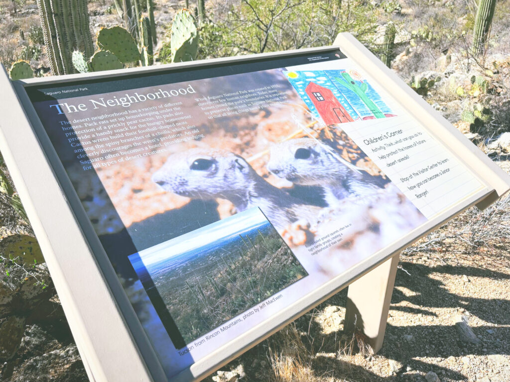 アメリカアリゾナ州サワロ国立公園Saguaro National Park見どころ魅力トレイル・ハイキングモデルコース日本人観光