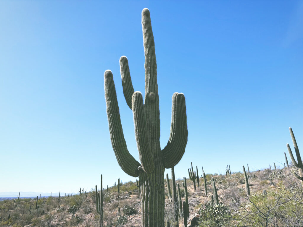 アメリカアリゾナ州サワロ国立公園Saguaro National Park見どころ魅力トレイル・ハイキングモデルコース日本人観光