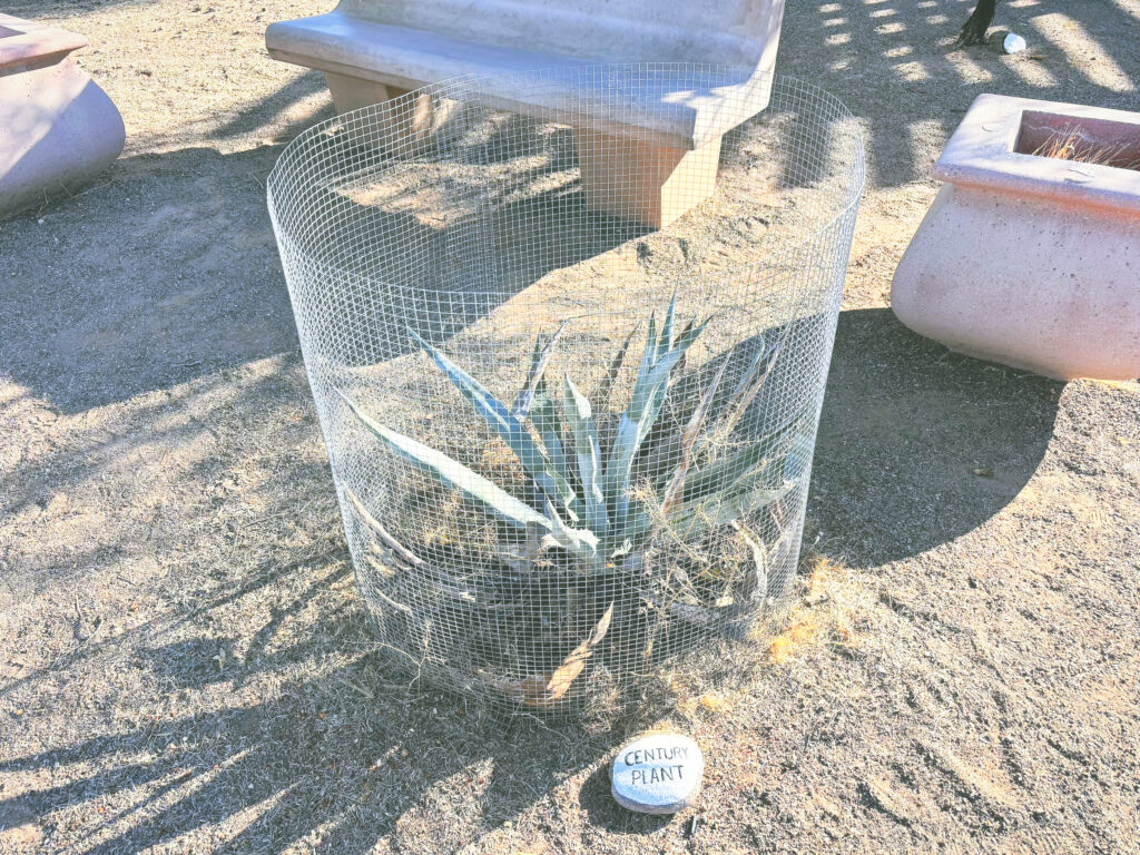 アメリカアリゾナ州カーサグランドルインズ国定公園Casa Grande Ruins National Monument見どころ魅力日本人観光