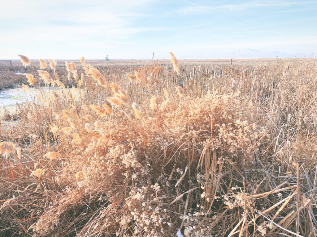 アメリカユタ州グレートソルトレイクショアランズ保護区Great Salt Lake Shorelands Preserve見どころ魅力トレイル・ハイキングモデルコース日本人観光