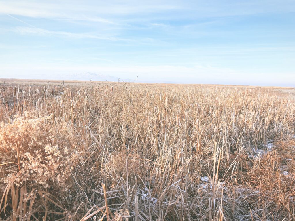 アメリカユタ州グレートソルトレイクショアランズ保護区Great Salt Lake Shorelands Preserve見どころ魅力トレイル・ハイキングモデルコース日本人観光