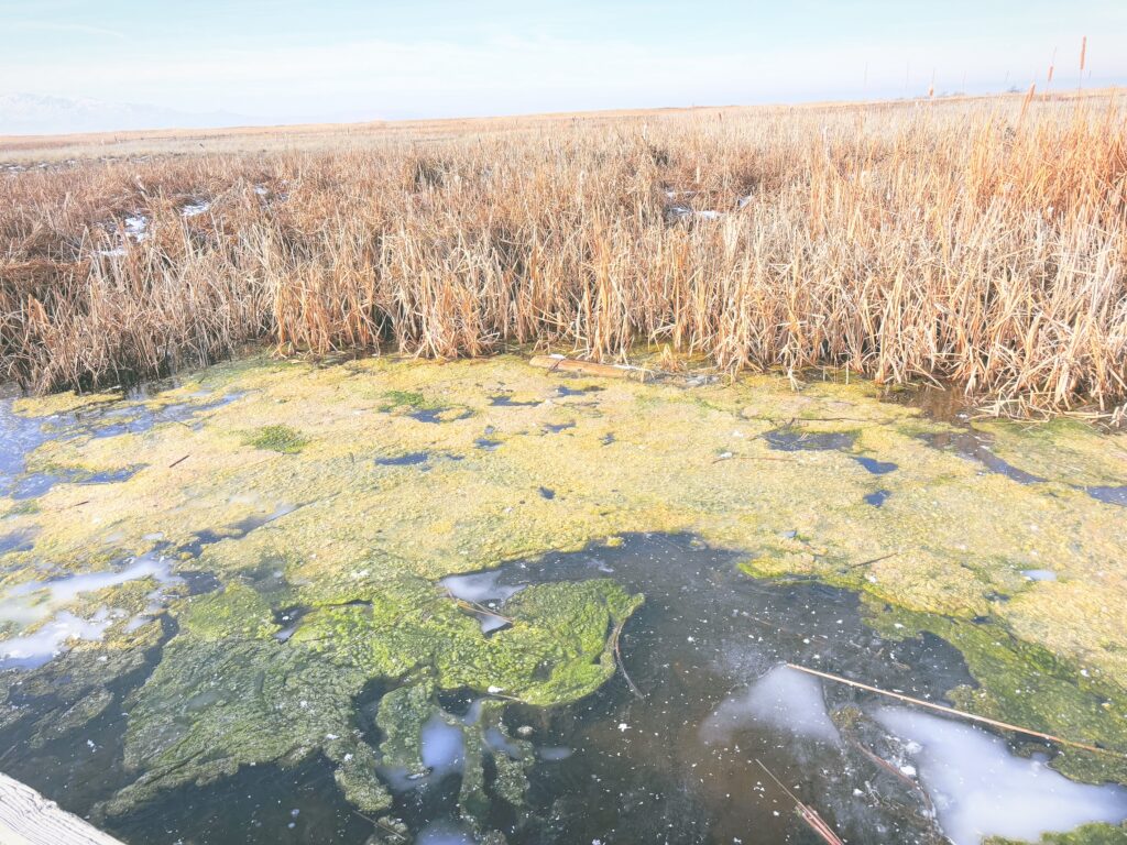 アメリカユタ州グレートソルトレイクショアランズ保護区Great Salt Lake Shorelands Preserve見どころ魅力トレイル・ハイキングモデルコース日本人観光