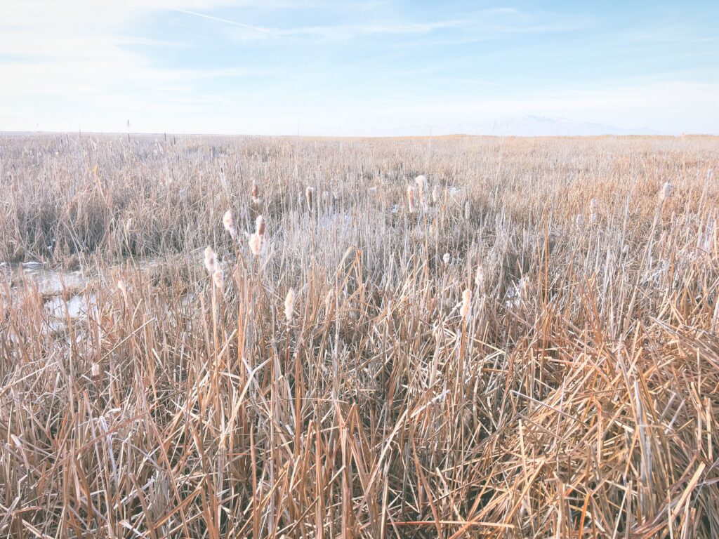 アメリカユタ州グレートソルトレイクショアランズ保護区Great Salt Lake Shorelands Preserve見どころ魅力トレイル・ハイキングモデルコース日本人観光