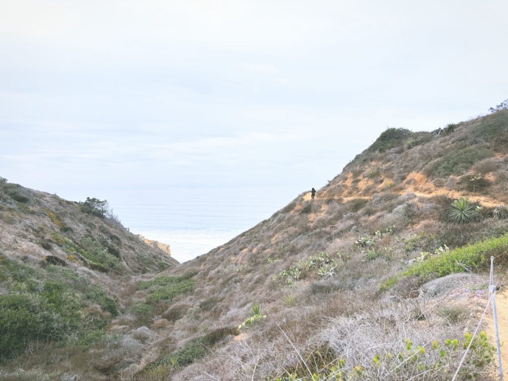 アメリカカリフォルニア州トーリーパインズ州立自然保護区Torrey Pines State Natural Reserve見どころ魅力トレイル・ハイキングモデルコース日本人観光