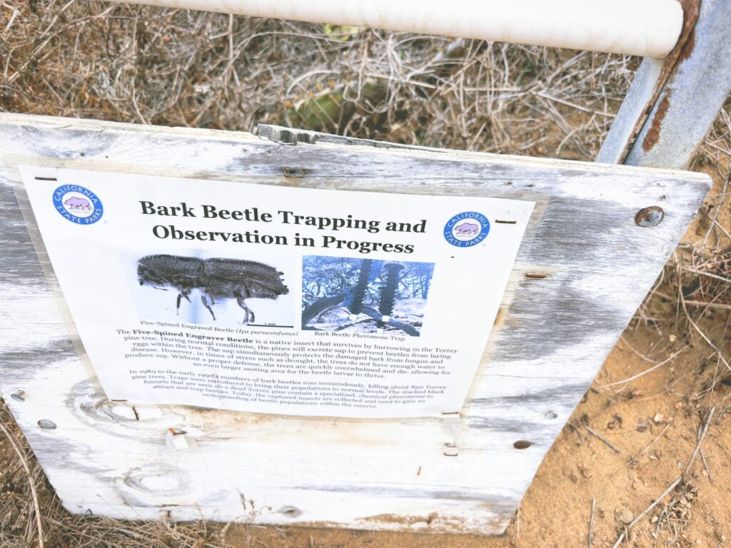 アメリカカリフォルニア州トーリーパインズ州立自然保護区Torrey Pines State Natural Reserve見どころ魅力トレイル・ハイキングモデルコース日本人観光