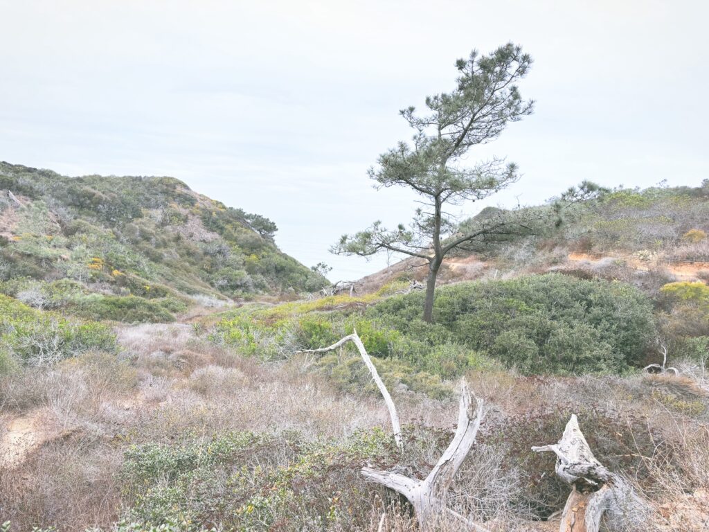 アメリカカリフォルニア州トーリーパインズ州立自然保護区Torrey Pines State Natural Reserve見どころ魅力トレイル・ハイキングモデルコース日本人観光