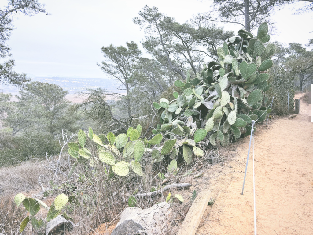 アメリカカリフォルニア州トーリーパインズ州立自然保護区Torrey Pines State Natural Reserve見どころ魅力トレイル・ハイキングモデルコース日本人観光