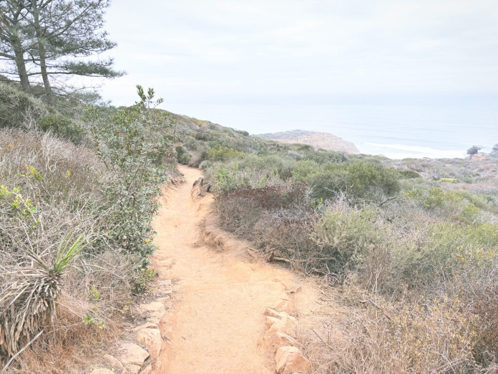 アメリカカリフォルニア州トーリーパインズ州立自然保護区Torrey Pines State Natural Reserve見どころ魅力トレイル・ハイキングモデルコース日本人観光