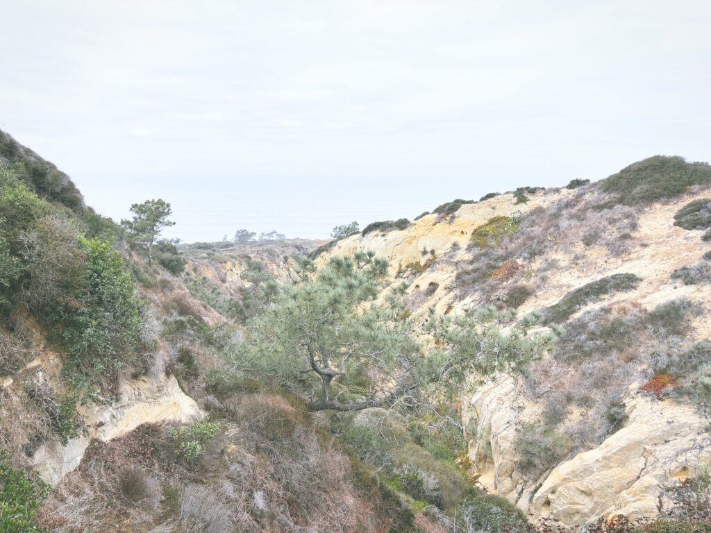 アメリカカリフォルニア州トーリーパインズ州立自然保護区Torrey Pines State Natural Reserve見どころ魅力トレイル・ハイキングモデルコース日本人観光