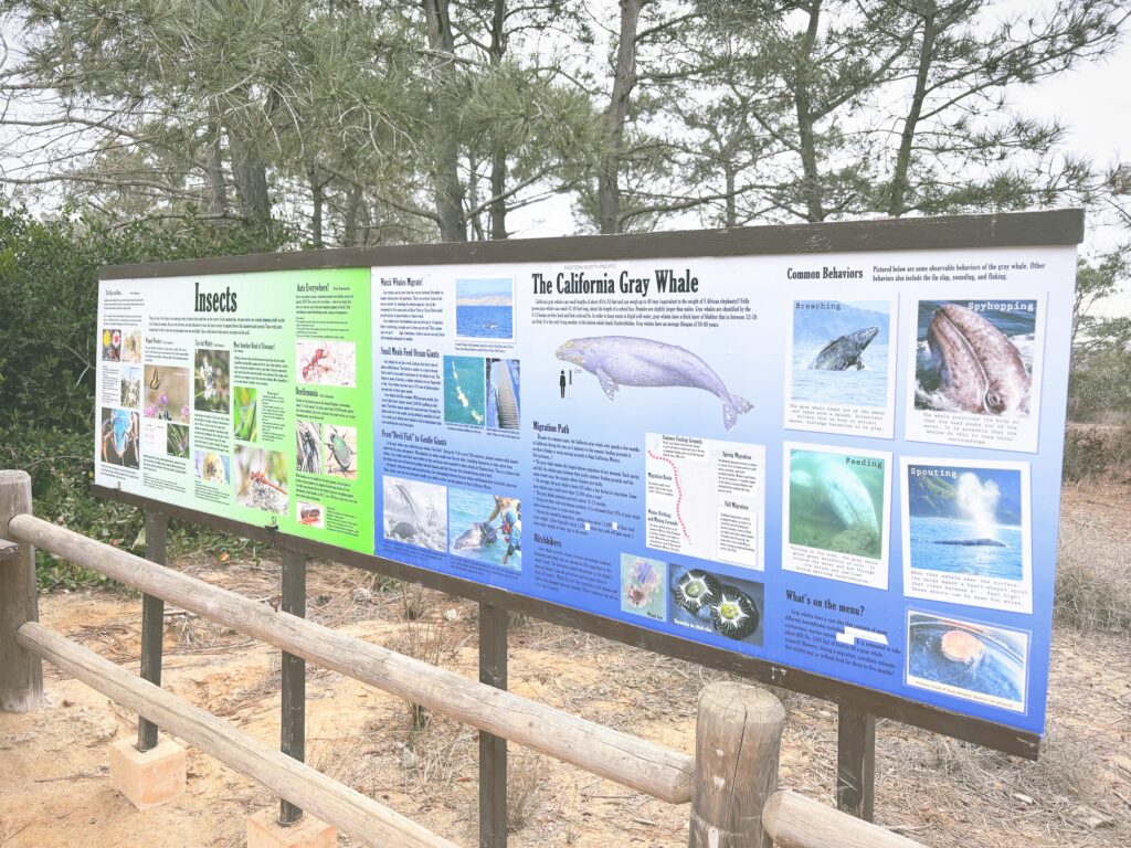 アメリカカリフォルニア州トーリーパインズ州立自然保護区Torrey Pines State Natural Reserve見どころ魅力トレイル・ハイキングモデルコース日本人観光