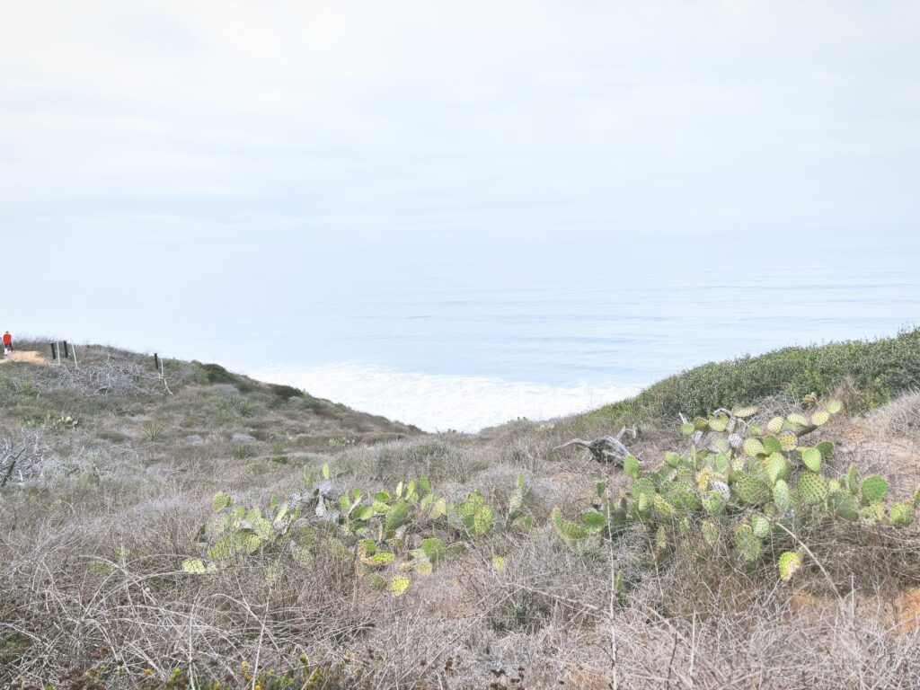 アメリカカリフォルニア州トーリーパインズ州立自然保護区Torrey Pines State Natural Reserve見どころ魅力トレイル・ハイキングモデルコース日本人観光