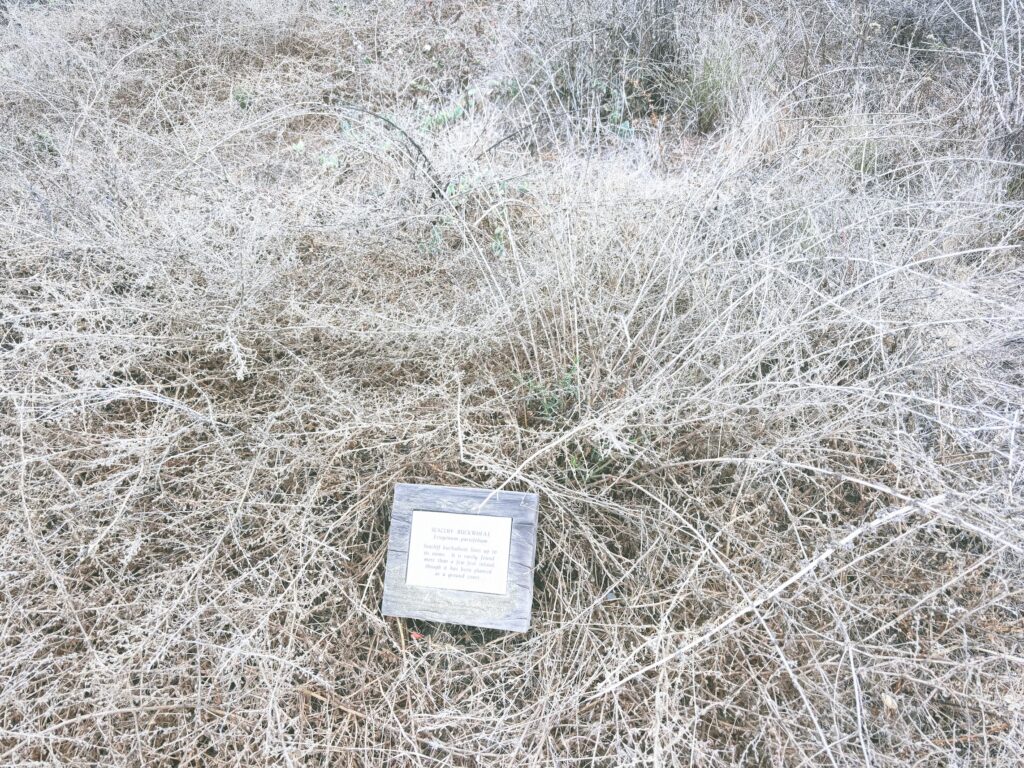 アメリカカリフォルニア州トーリーパインズ州立自然保護区Torrey Pines State Natural Reserve見どころ魅力トレイル・ハイキングモデルコース日本人観光