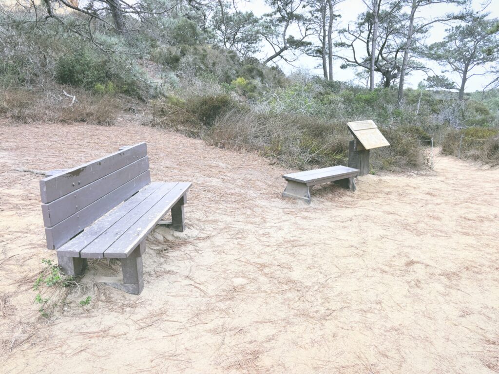 アメリカカリフォルニア州トーリーパインズ州立自然保護区Torrey Pines State Natural Reserve見どころ魅力トレイル・ハイキングモデルコース日本人観光