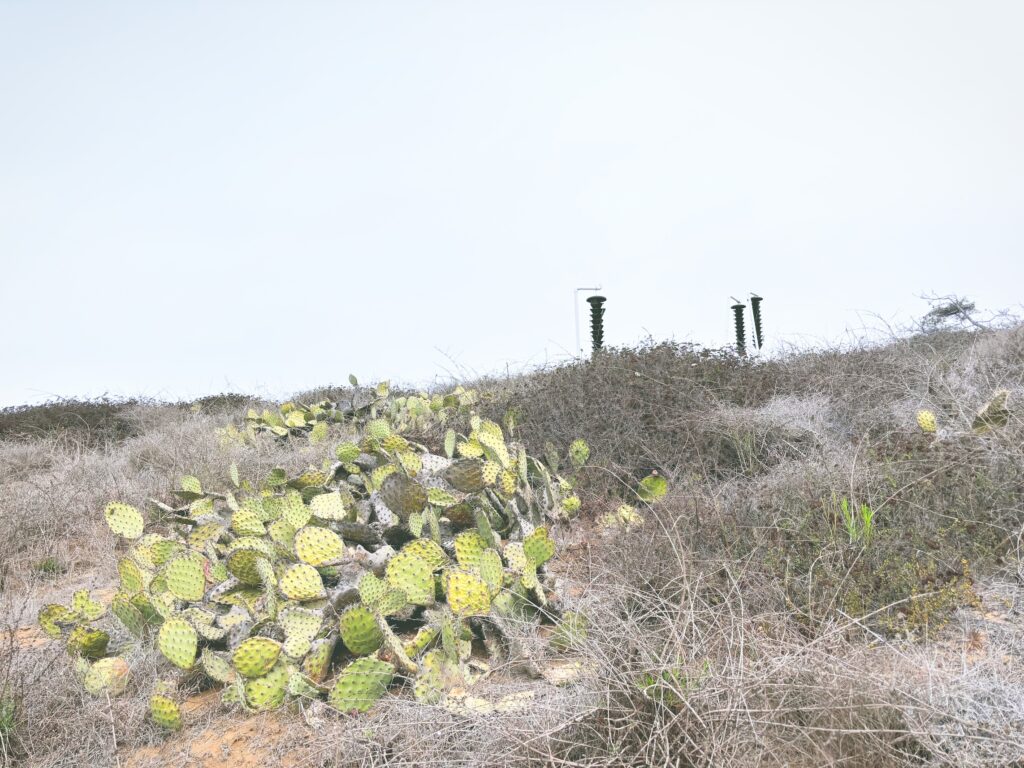 アメリカカリフォルニア州トーリーパインズ州立自然保護区Torrey Pines State Natural Reserve見どころ魅力トレイル・ハイキングモデルコース日本人観光