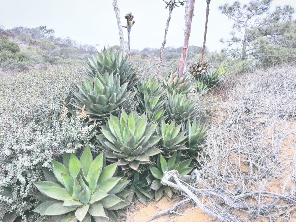 アメリカカリフォルニア州トーリーパインズ州立自然保護区Torrey Pines State Natural Reserve見どころ魅力トレイル・ハイキングモデルコース日本人観光